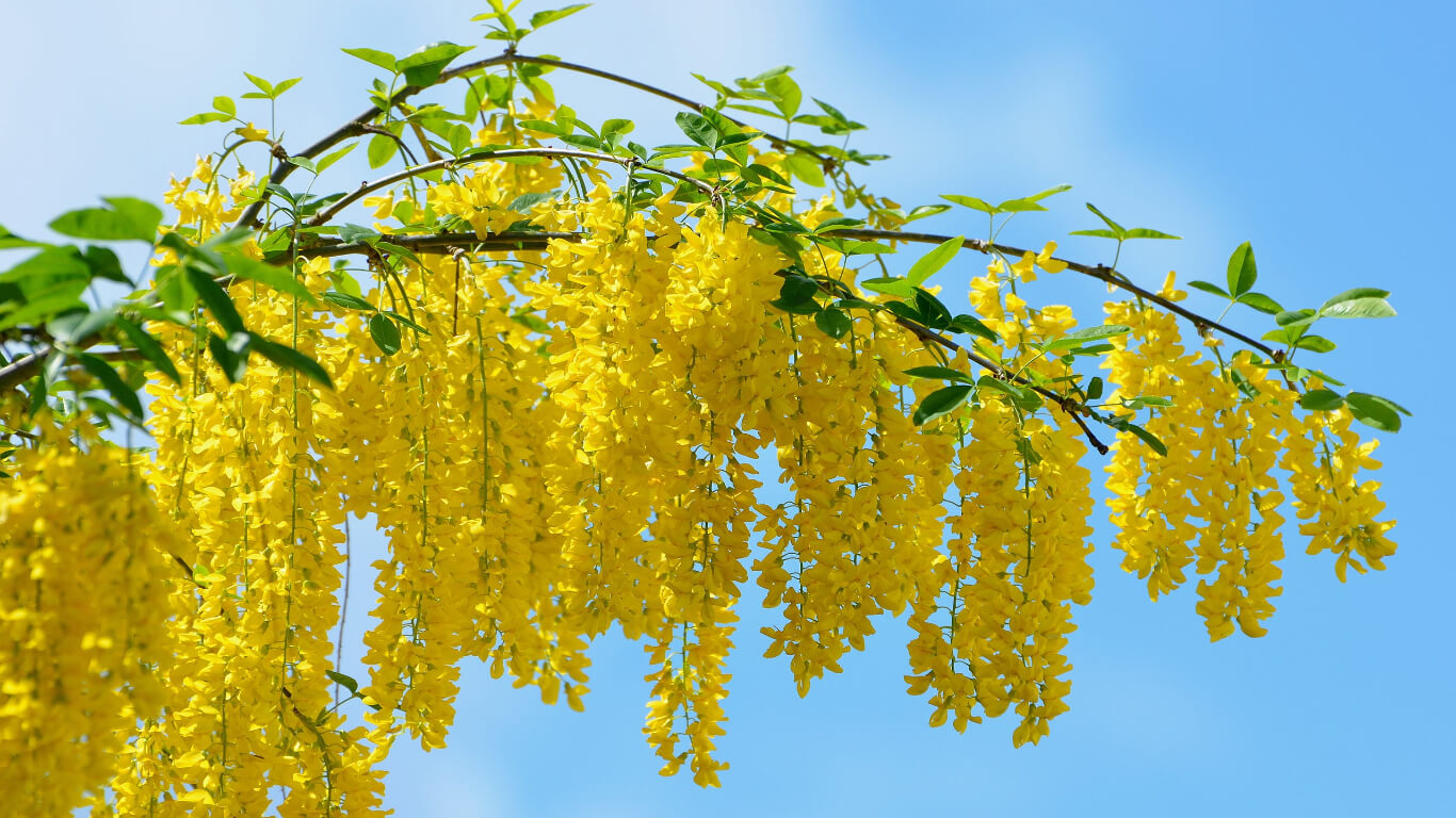 Acacia Flower