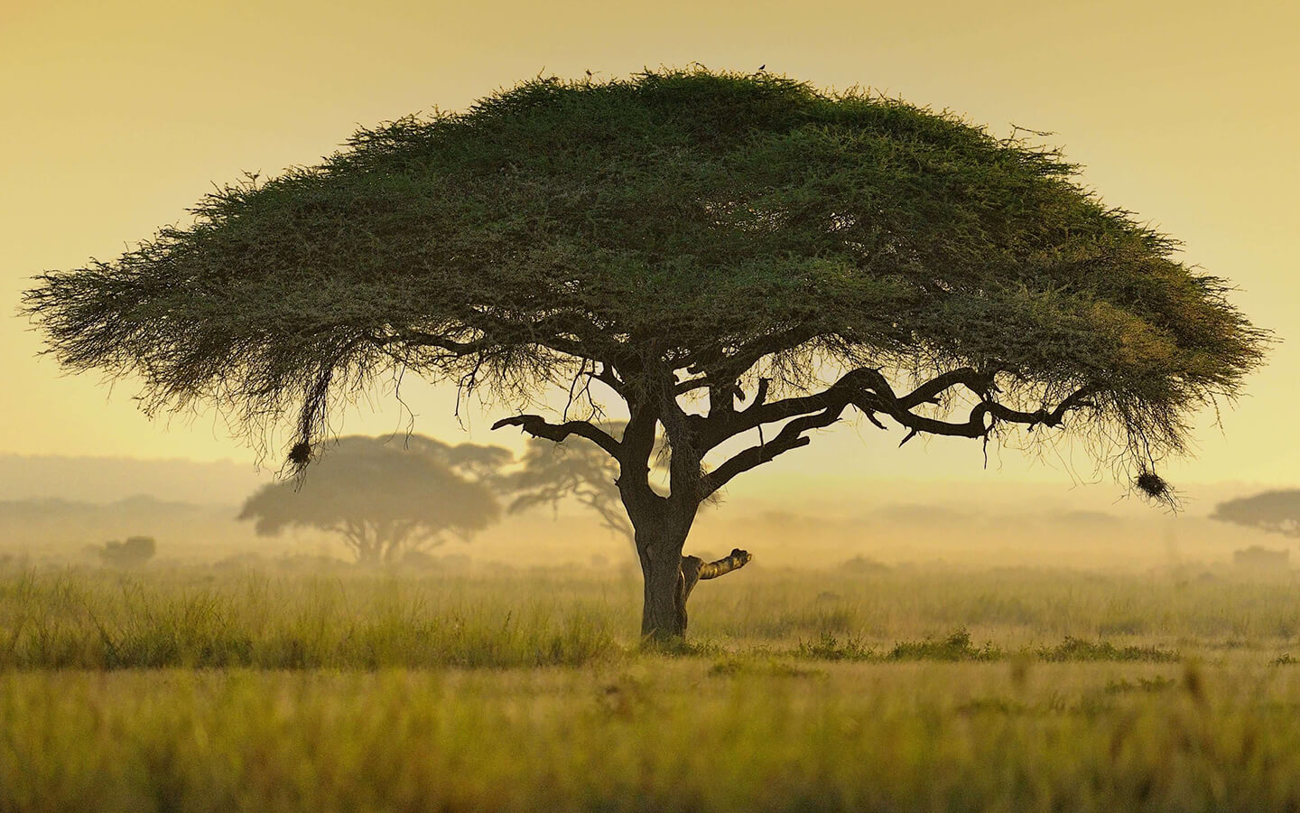 Acacia Tree Facts You Might Not Know Fascinating Acacia Tree Facts