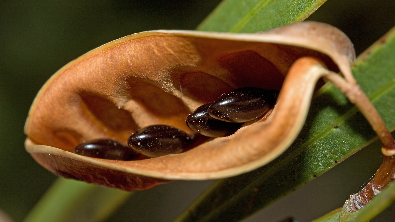 Health Benefits of Acacia Seeds