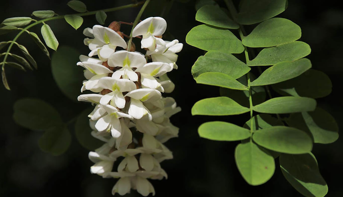 Types of Acacia flowers