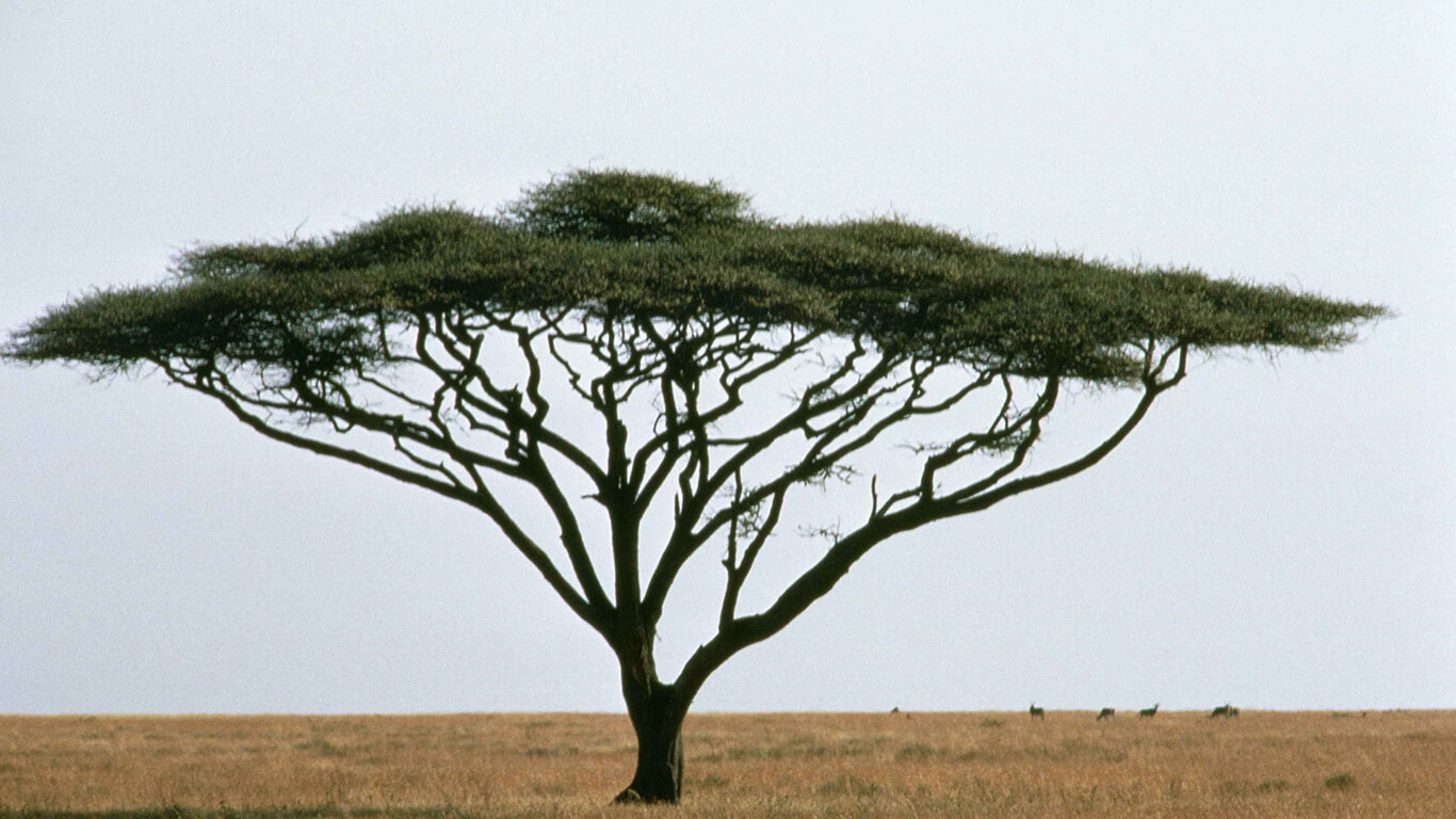 Umbrella Thorn Acacia Facts